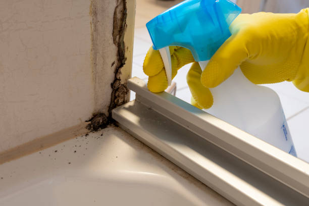 Best Basement Mold Removal  in Fort Mill, SC